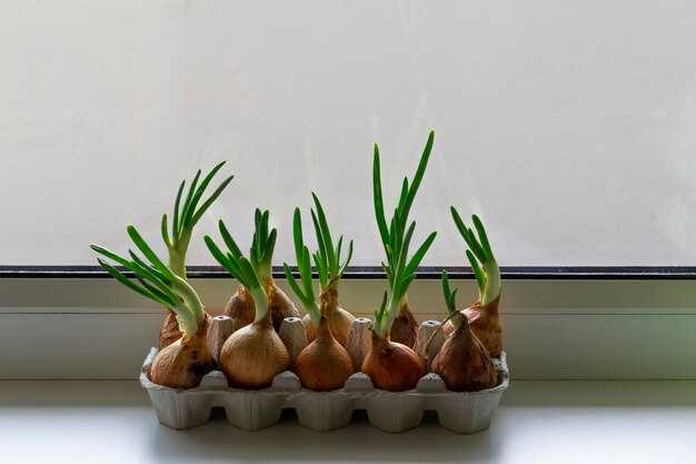 Посадка и уход в первые 60 дней: глубина, схемы, полив и питание